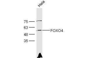 HeLa lysates probed with Rabbit Anti-FOXO4 Polyclonal Antibody, Unconjugated  at 1:300 overnight at 4˚C. (FOXO4 Antikörper)