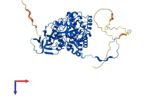 DPYSL2 Protein (AA 1-572) (His tag)