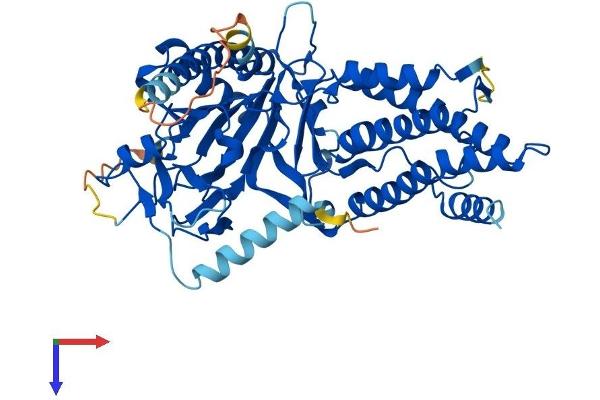 FTO Protein (AA 1-502) (His tag)