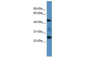 OSGIN2 antibody used at 0. (OSGIN2 Antikörper  (C-Term))