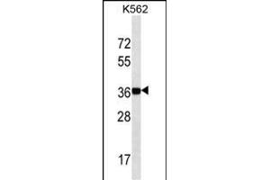 NANOG (ABIN387791 and ABIN2838027) western blot analysis in K562 cell line lysates (35 μg/lane).