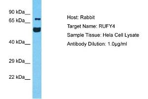 Host: Rabbit Target Name: RUFY4 Sample Tissue: Human Hela Whole Cell Antibody Dilution: 1ug/ml (RUFY4 Antikörper  (C-Term))