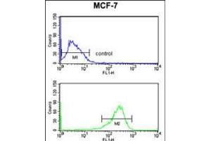 Flow cytometry analysis of MCF-7 cells (bottom histogram) compared to a negative control cell (top histogram). (SELT Antikörper  (N-Term))
