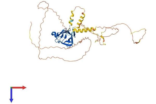 PAS1C1 Protein (AA 1-413) (His tag)