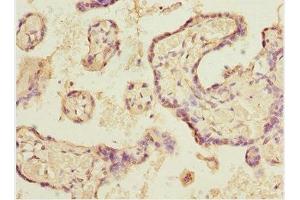 Immunohistochemistry of paraffin-embedded human placenta tissue using ABIN7152088 at dilution of 1:100 (ELF2 Antikörper  (AA 1-140))