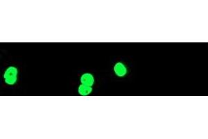 Anti-TAL1 mouse monoclonal antibody (ABIN2455289) immunofluorescent staining of COS7 cells transiently transfected by pCMV6-ENTRY TAL1 (RC222628). (TAL1 Antikörper)