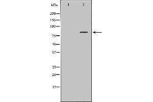 Western blot analysis of Hela whole cell lysates, using SLC3A1 Antibody. (SLC3A1 Antikörper  (C-Term))