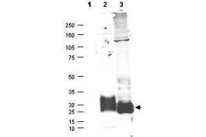 Western blot using  affinity purified anti-MAGP-2 antibody shows detection (arrowhead) of secreted MAGP-2 (lane 2) and MAGP-2 present in a MAGP-2 transfected HEK293 lysate (lane 3). (MFAP5 Antikörper)