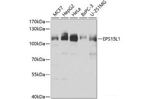 Western blot analysis of extracts of various cell lines using EPS15L1 Polyclonal Antibody at dilution of 1:1000. (EPS15L1 Antikörper)
