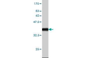 Western Blotting (WB) image for anti-Barrier To Autointegration Factor 1 (BANF1) (AA 1-89) antibody (ABIN563813)