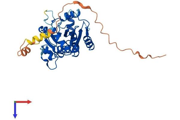 YJEFN3 Protein (AA 1-299) (His tag)