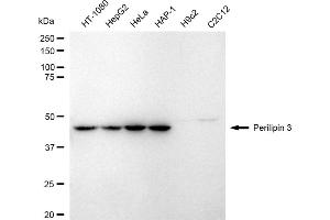 Western blotting analysis using perilipin 3 antibody (ABIN7799771).