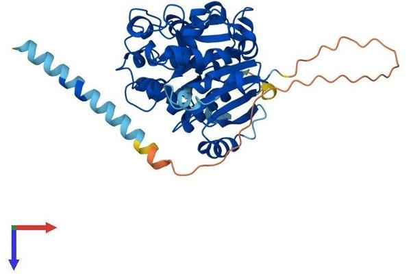 GXYLT1 Protein (AA 1-404) (His tag)