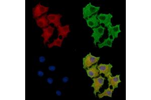 ABIN7095677 and ABIN7099739 staining HepG2 cells by IF/ICC.