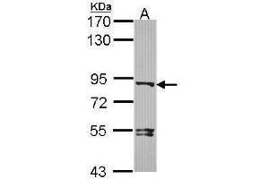 WB Image Sample (30 ug of whole cell lysate) A: HCT116 7. (DVL3 Antikörper  (N-Term))