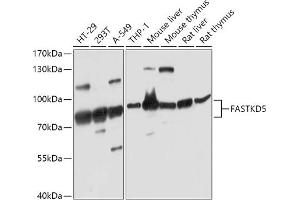 Western blot analysis of extracts of various cell lines, using F antibody (ABIN7267144) at 1:1000 dilution.