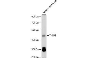 Western blot analysis of extracts of mouse pancreas, using TNIP2 antibody  at 1:1000 dilution.