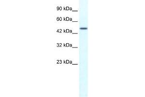 WB Suggested Anti-TRIM39 Antibody Titration:  1. (TRIM39 Antikörper  (N-Term))