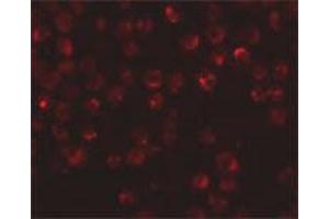 Immunofluorescence staining of rat dorsal root ganglia tissue with 20 ug/mL NDUFAF2 polyclonal antibody . (NDUFAF2 Antikörper  (C-Term))