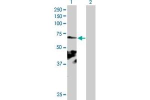 Western Blot analysis of KIAA0562 expression in transfected 293T cell line by KIAA0562 MaxPab polyclonal antibody. (KIAA0562 Antikörper  (AA 1-554))