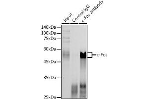 Immunoprecipitation analysis of 300 μg extracts of HeLa cells using 3 μg c-Fos antibody (ABIN3020747, ABIN3020748, ABIN3020749, ABIN1512925 and ABIN6213704). (c-FOS Antikörper  (AA 211-380))