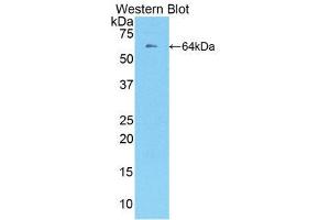 Western Blotting (WB) image for anti-TNF Receptor Superfamily, Member 6 (FAS) (AA 21-170) antibody (ABIN1858798)