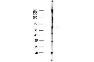 anti-Nicalin (NCLN) (N-Term) antibody