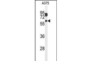 Western blot analysis of ZACN Antibody (C-term) (ABIN651282 and ABIN2840169) in  cell line lysates (35 μg/lane). (ZACN Antikörper  (C-Term))