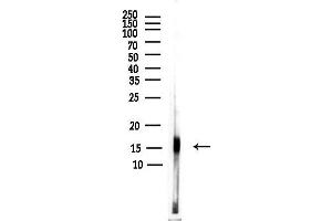 anti-FXYD Domain Containing Ion Transport Regulator 1 (FXYD1) (pSer83) antibody
