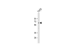 Anti-LCORL Antibody (Center) at 1:1000 dilution + T47D whole cell lysate Lysates/proteins at 20 μg per lane. (LCORL Antikörper  (AA 306-334))