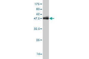 Western Blotting (WB) image for anti-Choroideremia-Like (Rab Escort Protein 2) (CHML) (AA 68-177) antibody (ABIN560361)