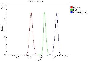 Flow Cytometry analysis of K562 cells using anti-CLPB antibody (ABIN7601732).