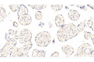 Detection of ANGPT2 in Human Placenta Tissue using Polyclonal Antibody to Angiopoietin 2 (ANGPT2) (Angiopoietin 2 Antikörper  (AA 24-165))