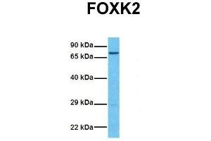 Host:  Rabbit  Target Name:  FOXK2  Sample Tissue:  Human 293T  Antibody Dilution:  1. (Forkhead Box K2 Antikörper  (Middle Region))