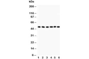 Western blot testing of GFAP antibody and Lane 1:  rat brain (GFAP Antikörper  (AA 93-432))