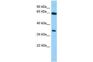 WB Suggested Anti-Hlf Antibody Titration: 1.