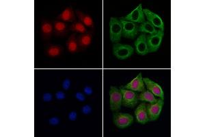 ABIN6266025 and ABIN6277652 staining Hela cells by IF/ICC. (WHSC1L1 Antikörper  (N-Term))