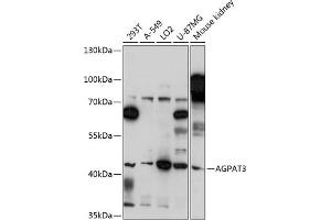 Western blot analysis of extracts of various cell lines, using  antibody (ABIN7265305) at 1:3000 dilution. (AGPAT3 Antikörper  (AA 145-310))
