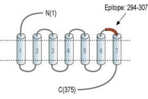 Representative domain view of the target of ABIN7885140. (Mesothelin Antikörper  (Extracellular, Loop 3) (APC))