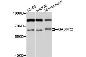 Western blot analysis of extracts of various cell lines, using GABRR2 antibody (ABIN4903728) at 1:1000 dilution. (GABRR2 Antikörper)