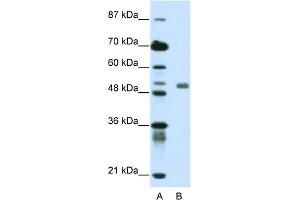 Western Blotting (WB) image for anti-Deformed Epidermal Autoregulatory Factor 1 (Drosophila) (DEAF1) (C-Term) antibody (ABIN2781133)