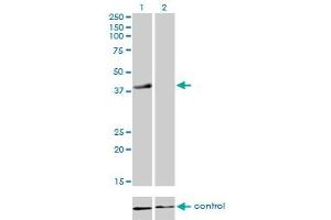 Western blot analysis of RFC4 over-expressed 293 cell line, cotransfected with RFC4 Validated Chimera RNAi (Lane 2) or non-transfected control (Lane 1). (RFC4 Antikörper  (AA 254-363))