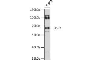 Western blot analysis of extracts of K-562 cells, using USP3 antibody (ABIN7271156) at 1:1000 dilution. (USP3 Antikörper  (AA 321-520))