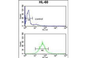 Flow cytometry analysis of HL-60 cells (bottom histogram) compared to a negative control cell (top histogram). (PSME2 Antikörper  (AA 61-91))