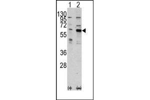 Image no. 1 for anti-PAK3 (PAK3) (Middle Region) antibody (ABIN360320) (PAK3 Antikörper  (Middle Region))