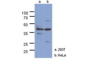 Western Blotting (WB) image for anti-N-Acetylglucosamine Kinase (NAGK) antibody (ABIN1490756) (NAGK Antikörper)