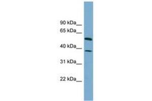 Image no. 1 for anti-Hepatic and Glial Cell Adhesion Molecule (HEPACAM) (AA 107-156) antibody (ABIN6743842) (HEPACAM Antikörper  (AA 107-156))