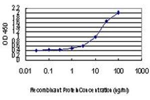 Detection limit for recombinant GST tagged DLX2 is approximately 1ng/ml as a capture antibody. (DLX2 Antikörper  (AA 1-110))