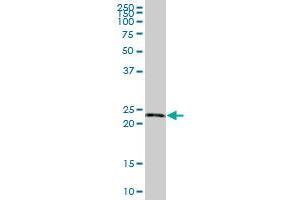 RPE MaxPab polyclonal antibody. (RPE Antikörper  (AA 1-228))