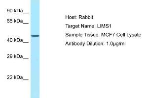 Host: RabbitTarget Name: LIMS1Antibody Dilution: 1. (LIMS1 Antikörper  (C-Term))